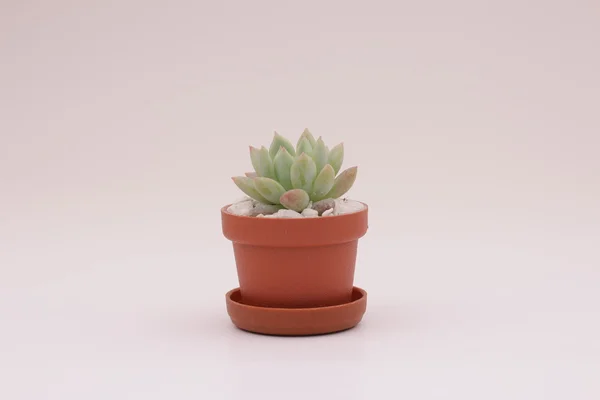 원 예 선인장과 succulents — 스톡 사진