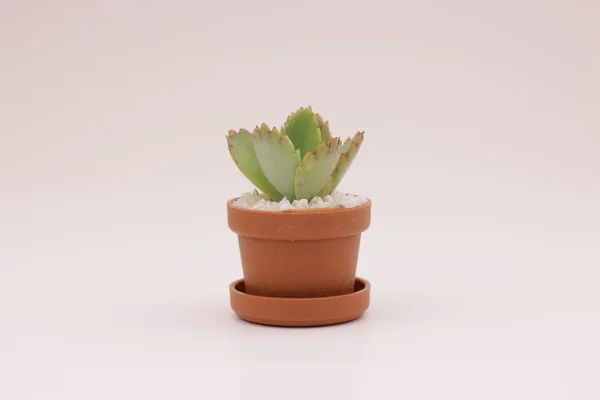 Tuinieren cactus en vetplanten — Stockfoto