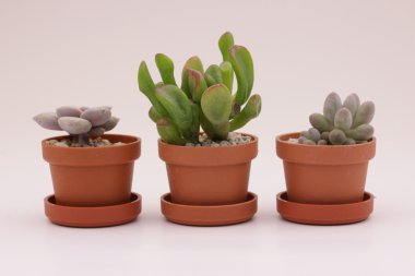 Bahçe kaktüs ve succulents