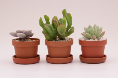 Bahçe kaktüs ve succulents