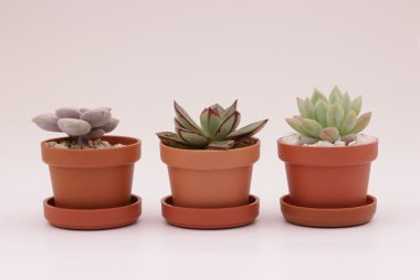 Bahçe kaktüs ve succulents