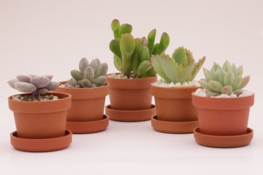 Bahçe kaktüs ve succulents