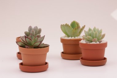 Bahçe kaktüs ve succulents