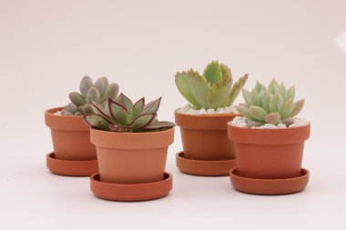 Bahçe kaktüs ve succulents