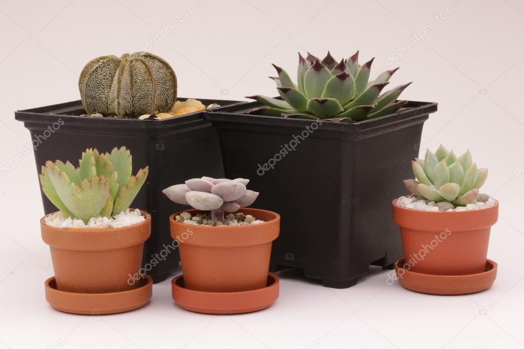gardening cactus and succulents