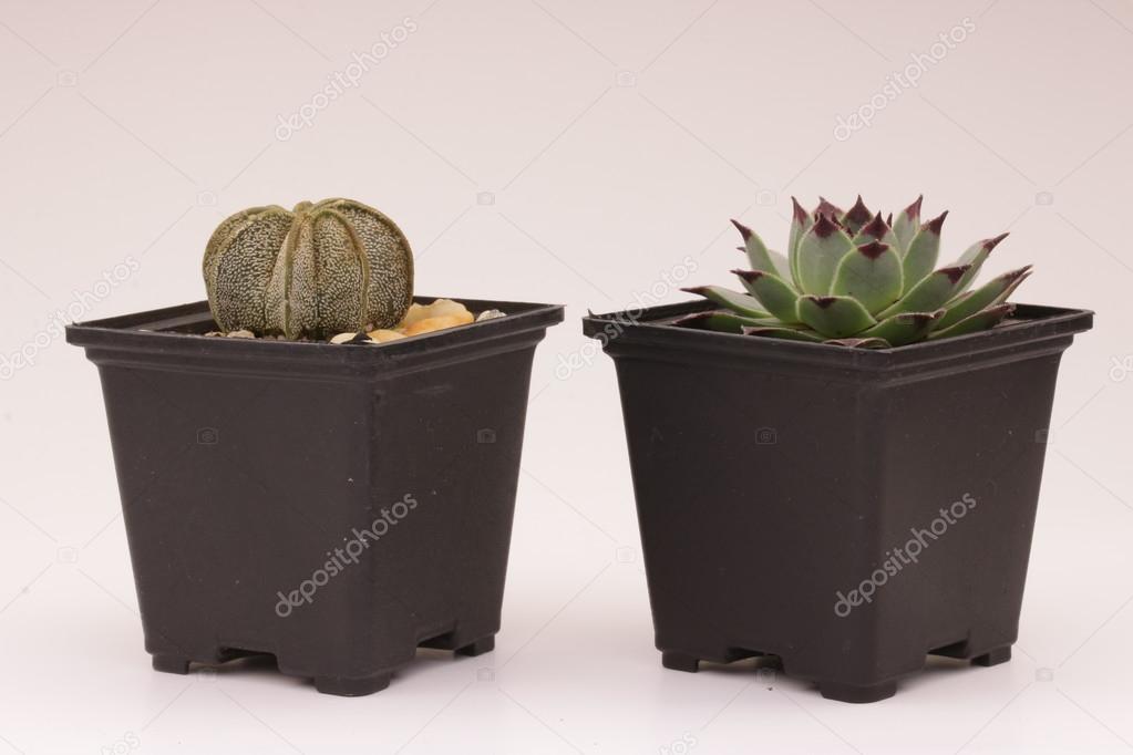 gardening cactus and succulents