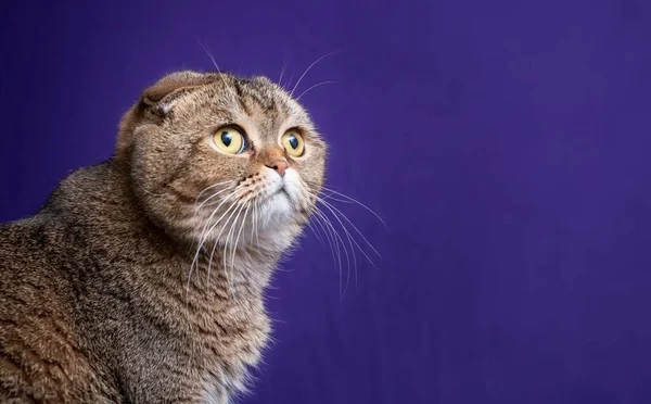 Retrato Una Chinchilla Dorada Scottish Fold Cat —  Fotos de Stock