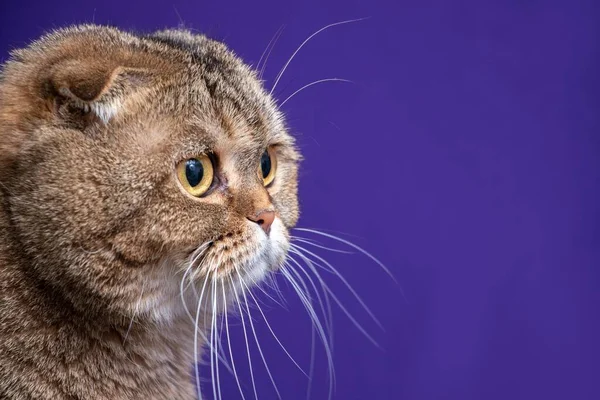 황금색치 스코티시폴드 고양이의 — 스톡 사진