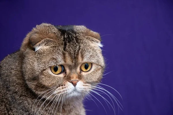 Porträt Einer Golden Chinchilla Scottish Fold Katze — Stockfoto