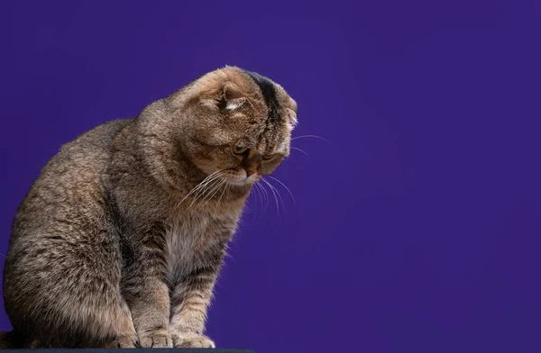 Retrato Una Chinchilla Dorada Scottish Fold Cat — Foto de Stock