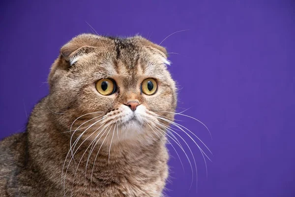 Porträt Einer Golden Chinchilla Scottish Fold Katze — Stockfoto