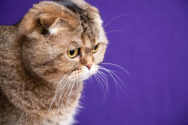 Porträt Einer Golden Chinchilla Scottish Fold Katze — Stockfoto