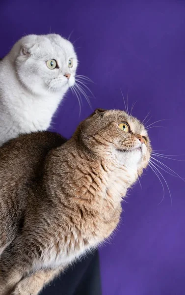 Ritratto Due Gatti Scozzesi Piega Sguardo Verso Alto — Foto Stock