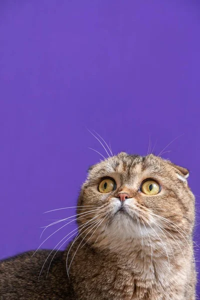 苏格兰金钱子猫的肖像 — 图库照片