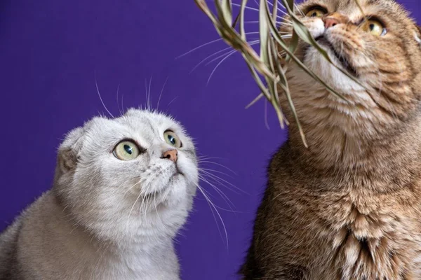 Portret Dwóch Kotów Scottish Fold Patrzących Górę — Zdjęcie stockowe