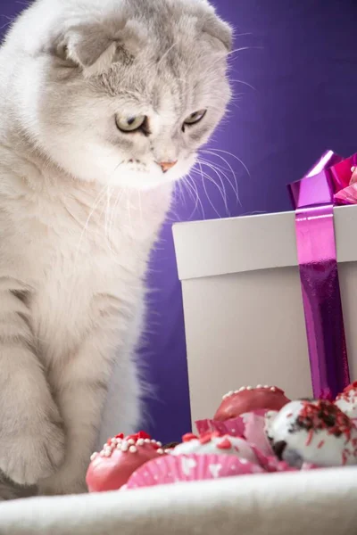 Rozkošný Valentines Kočka Některé Milostné Čokolády — Stock fotografie