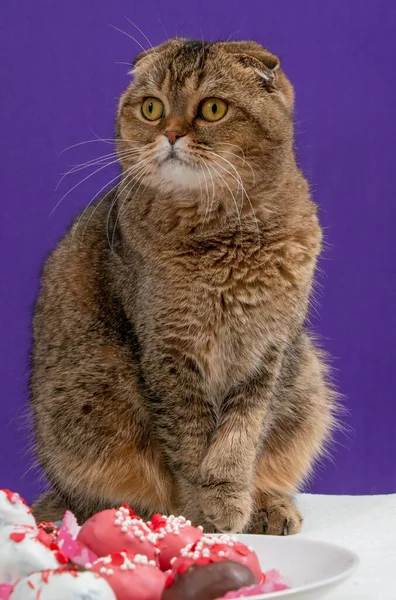 Portret Dwóch Kotów Scottish Fold Patrzących Górę — Zdjęcie stockowe