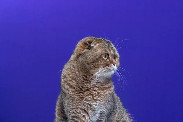 Retrato Una Chinchilla Dorada Scottish Fold Cat — Foto de Stock