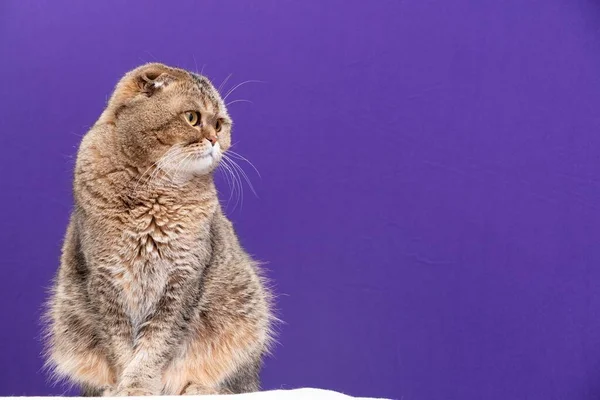苏格兰金钱子猫的肖像 — 图库照片