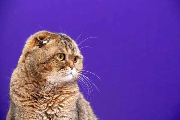 Retrato Una Chinchilla Dorada Scottish Fold Cat —  Fotos de Stock