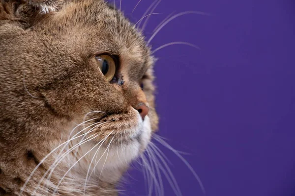 Retrato Una Chinchilla Dorada Scottish Fold Cat — Foto de Stock