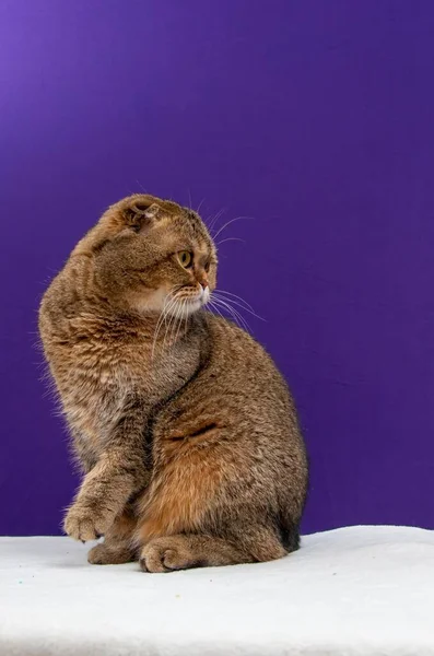 Retrato Una Chinchilla Dorada Scottish Fold Cat — Foto de Stock