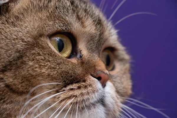 Retrato Uma Chinchila Dourada Scottish Fold Cat — Fotografia de Stock