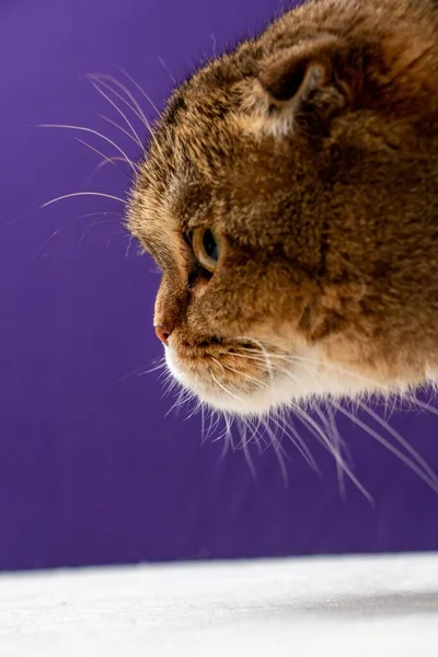 Retrato Una Chinchilla Dorada Scottish Fold Cat — Foto de Stock