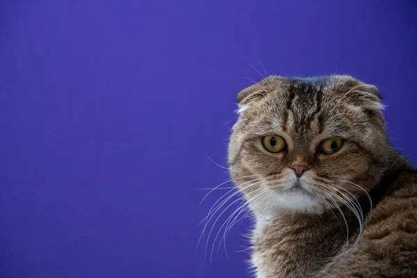 Portrét Zlaté Čínské Skotské Kočky Přeložené — Stock fotografie