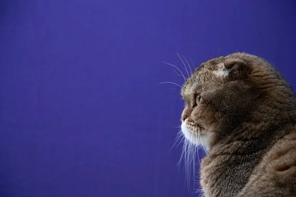 Retrato Una Chinchilla Dorada Scottish Fold Cat —  Fotos de Stock