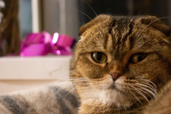 Retrato Una Chinchilla Dorada Scottish Fold Cat — Foto de Stock