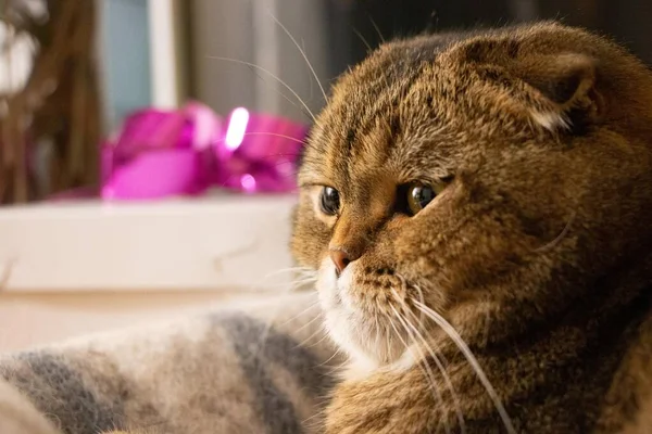 Portrait Golden Chinchilla Scottish Fold Cat — Stock Photo, Image