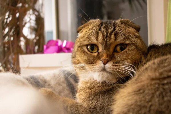 Portret Złotej Szynszyli Szkocki Kot — Zdjęcie stockowe