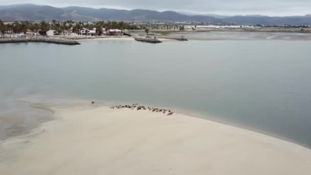 Família Focas Porto Descansando Uma Praia Estuário — Vídeo de Stock
