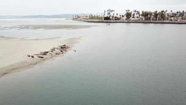 Robbenfamilie Ruht Sich Strand Einer Mündung Aus — Stockvideo