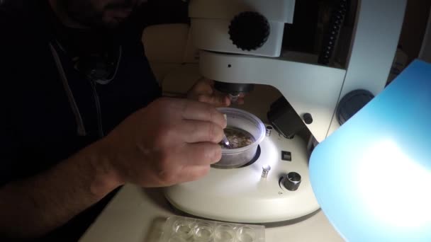 Biologist Examining Insect Samples Night — Stock Video