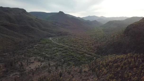 Luchtopname Van Een Melancholisch Cactuslandschap Mexico — Stockvideo