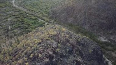 Meksika 'daki kaktüs vadisi ve manzaranın hava görüntüsü.