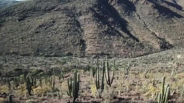 Meksika Daki Kaktüs Manzarasının Hava Görüntüsü — Stok video