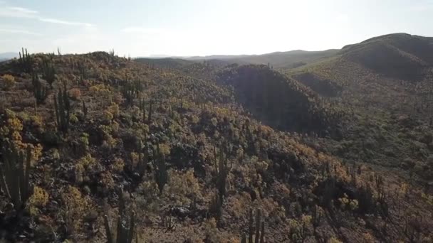 Αεροφωτογραφία Του Τοπίου Των Κάκτων Στο Μεξικό — Αρχείο Βίντεο