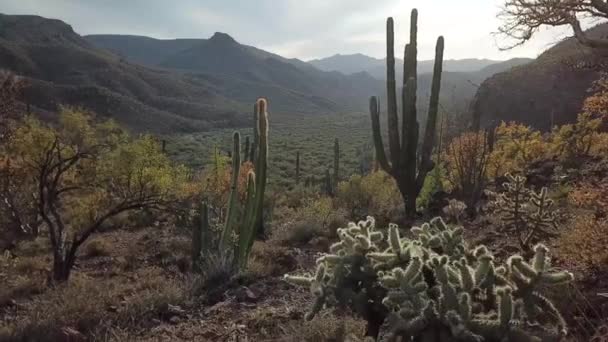 Meksika Daki Kaktüs Manzarasının Hava Görüntüsü — Stok video