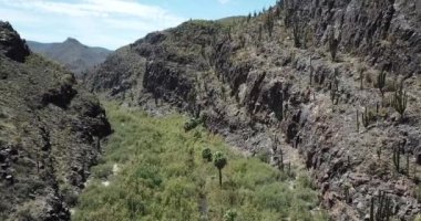 Baja California 'daki bir kaktüs çölünde yeşil bitki örtüsü şeridi.