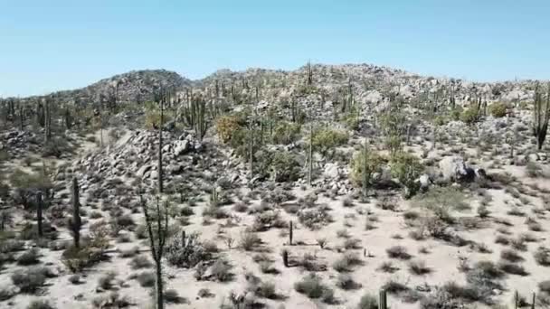 Tiro Aéreo Rápido Cactus Forestales Catavina — Vídeo de stock
