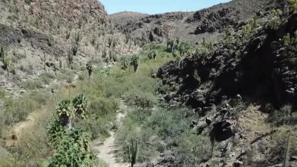 Valle Ventoso Medio Desierto Cactus — Vídeos de Stock