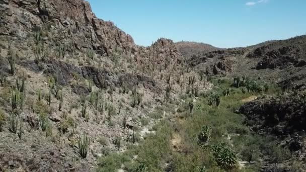 墨西哥仙人掌沙漠中绿洲的缓慢飞驰 — 图库视频影像