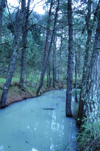 被水淹没的树林 — 图库照片