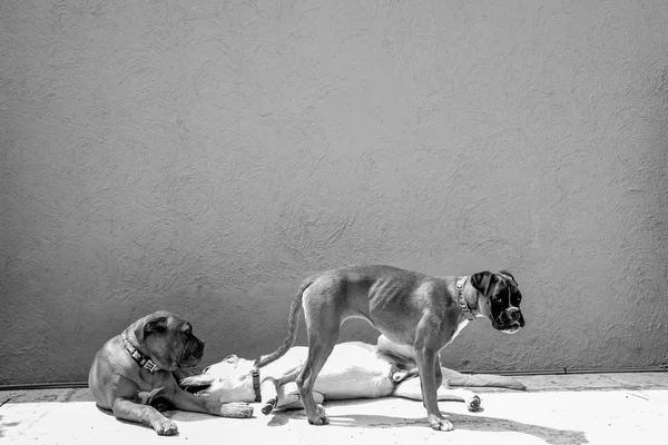 Glücklicher Hund — Stockfoto