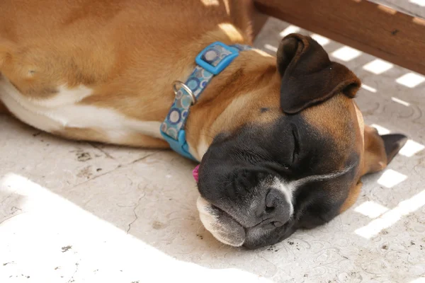 Happy dog — Stock Photo, Image