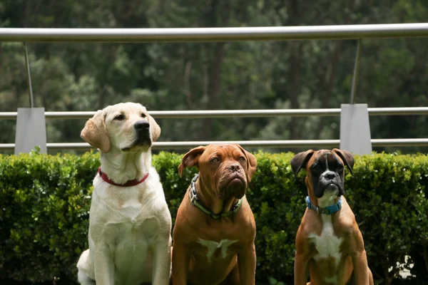 Perro feliz —  Fotos de Stock