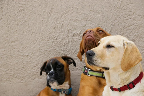 Perro feliz —  Fotos de Stock